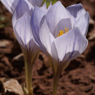 Crocus cancellatus ssp mazziaricus